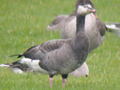 Barnacle Goose x Greylag Goose hybrid